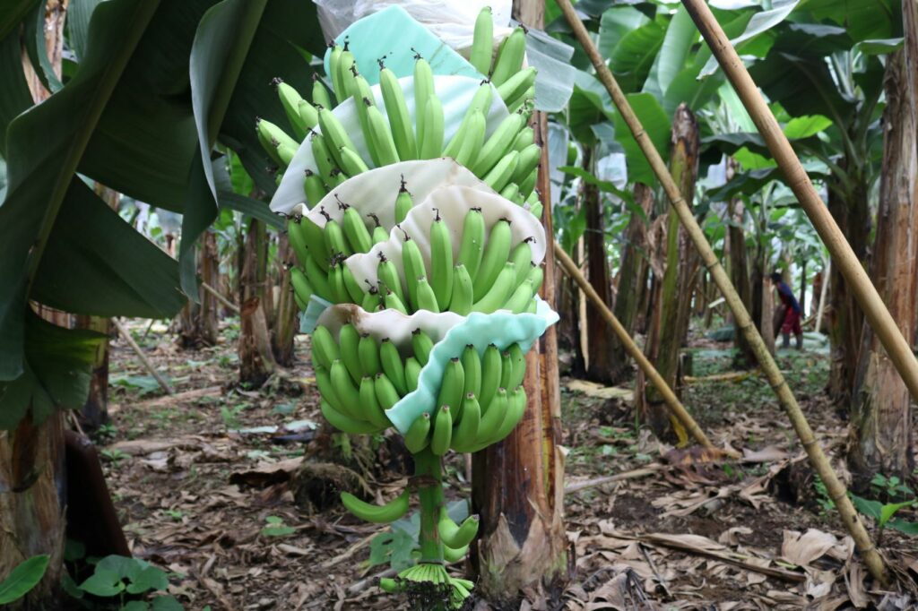 banano-Ecuador-exportaciones-fusarium