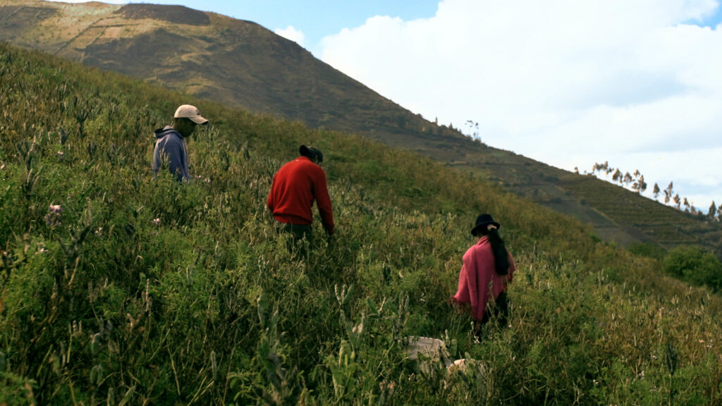 sembríos-nutraceúticos-Ecuador