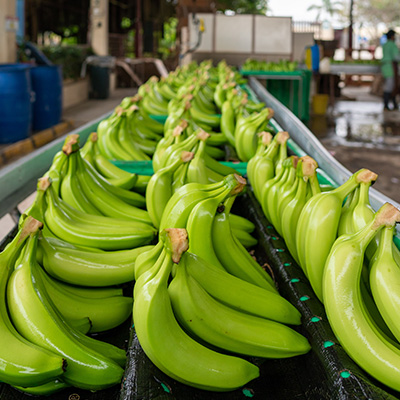 Banano-exportación-Ecuador-Europa