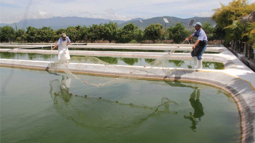 La electrificación generará mayor eficiencia productiva y ambiental