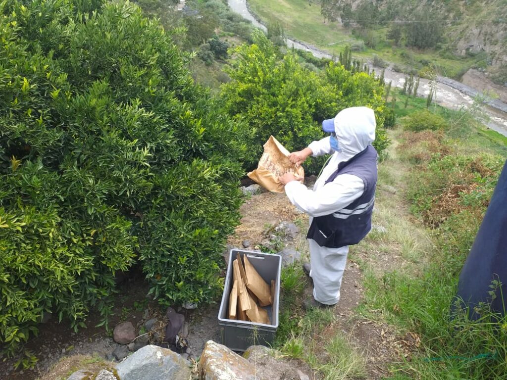 La TIE consiste en la liberación de insectos esterilizados para reducir su reproducción. Fotos cortesía MAG.