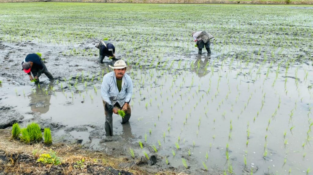 Agricultores ecuatorianos