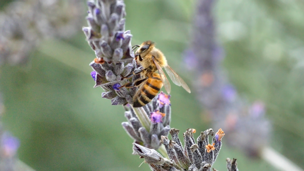 abeja polinizadora