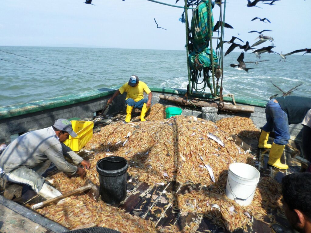 pesca camarón pomada