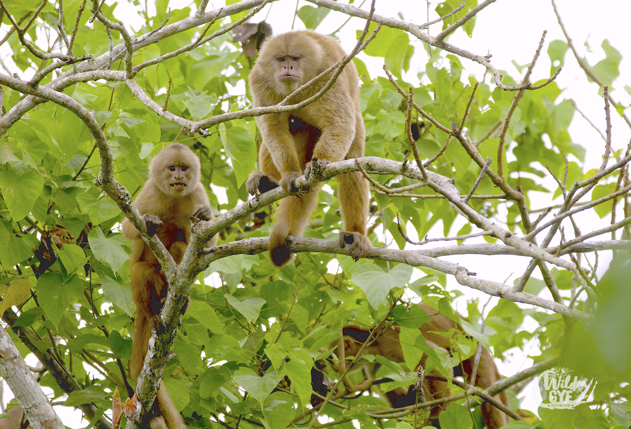 Bosque Protector Cerro Blanco, un destino para conectarse con la