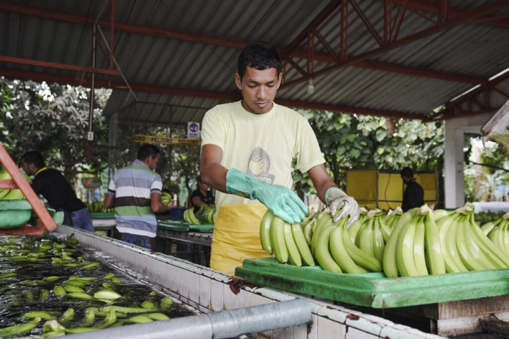 Auditoría empresas exportadoras de banano.