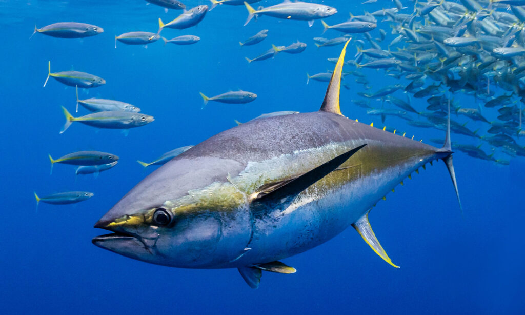 capturas de atun