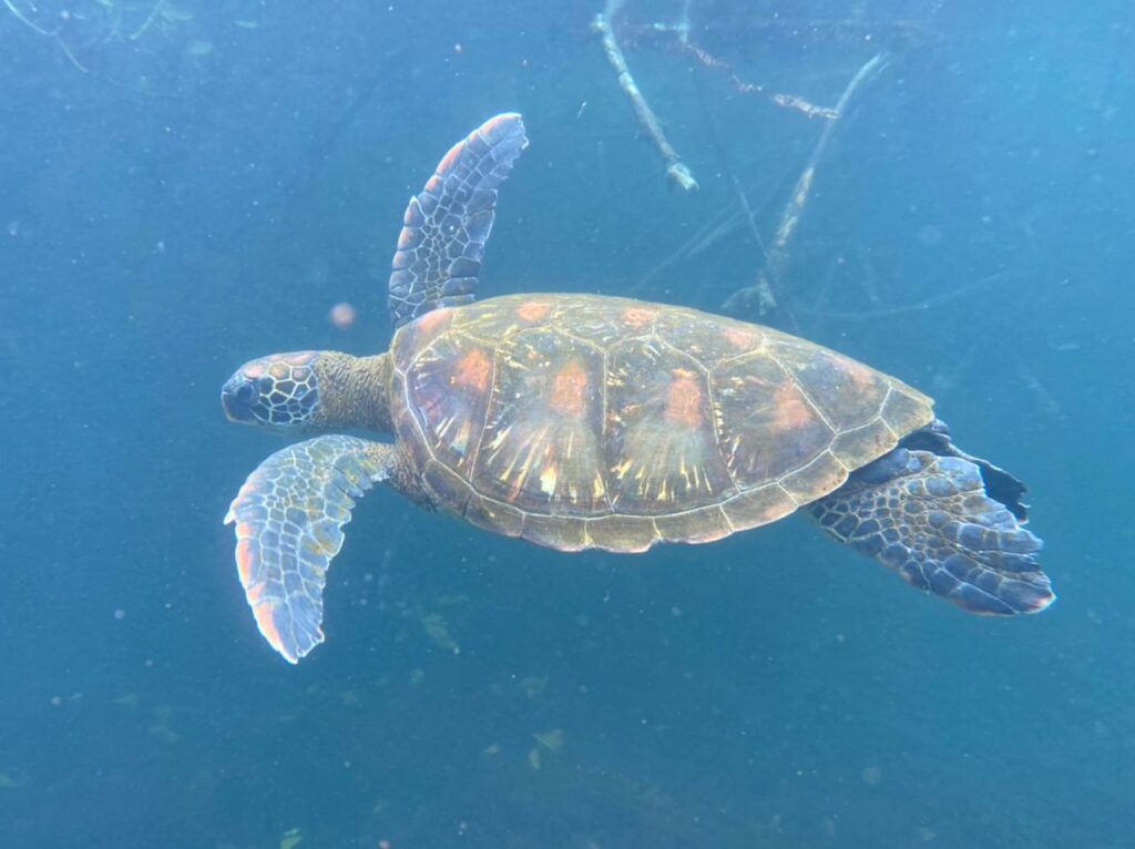 tortuga Islas Galapagos