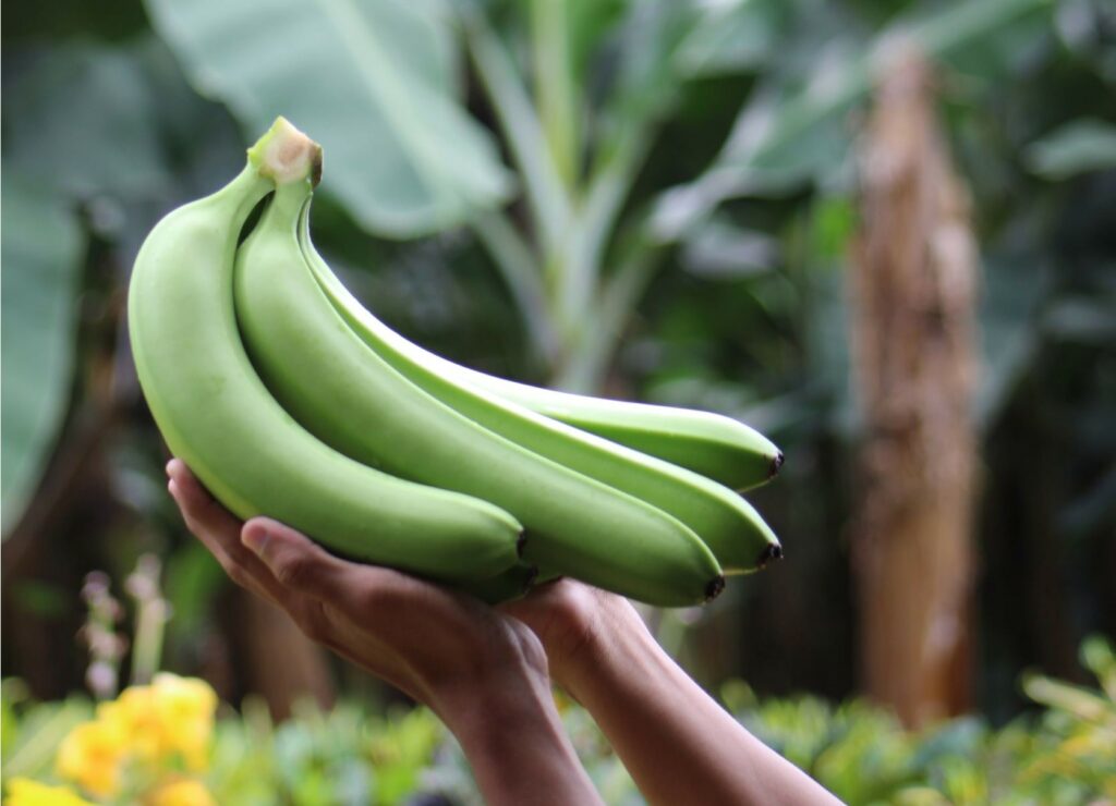 Exportación banano