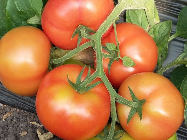 cosecha tomate