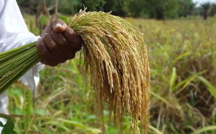 agricultura