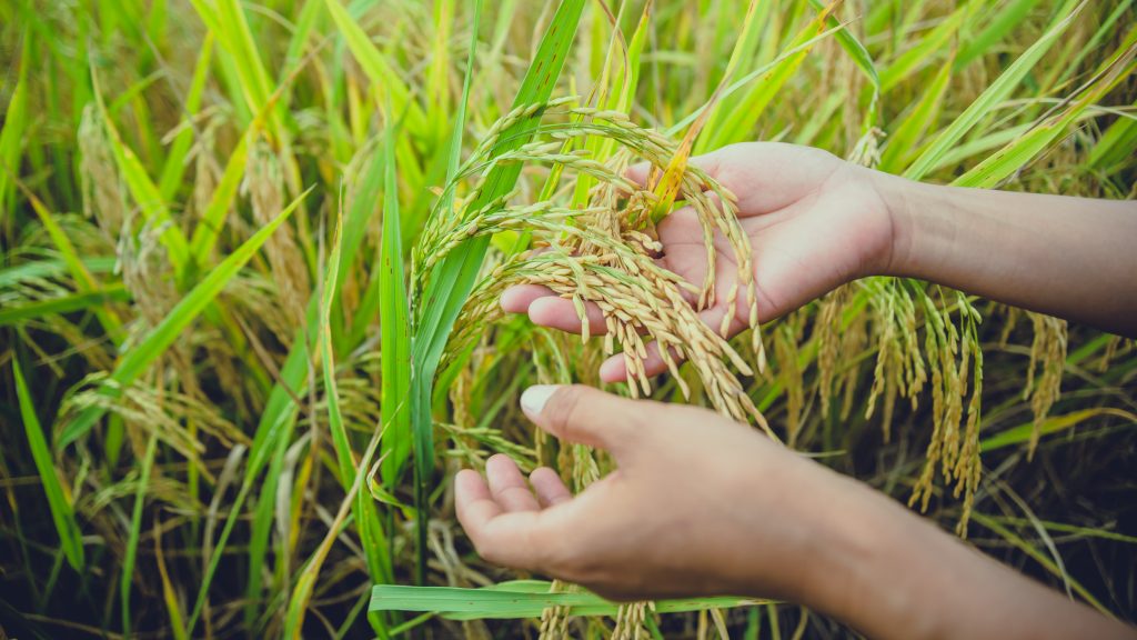 cultivo de arroz