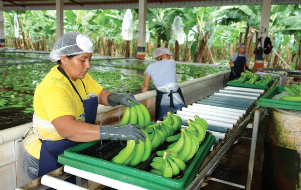 Caja de banano