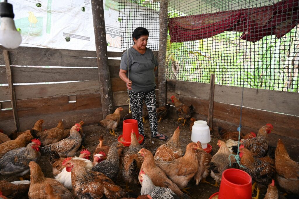 alimentación aves