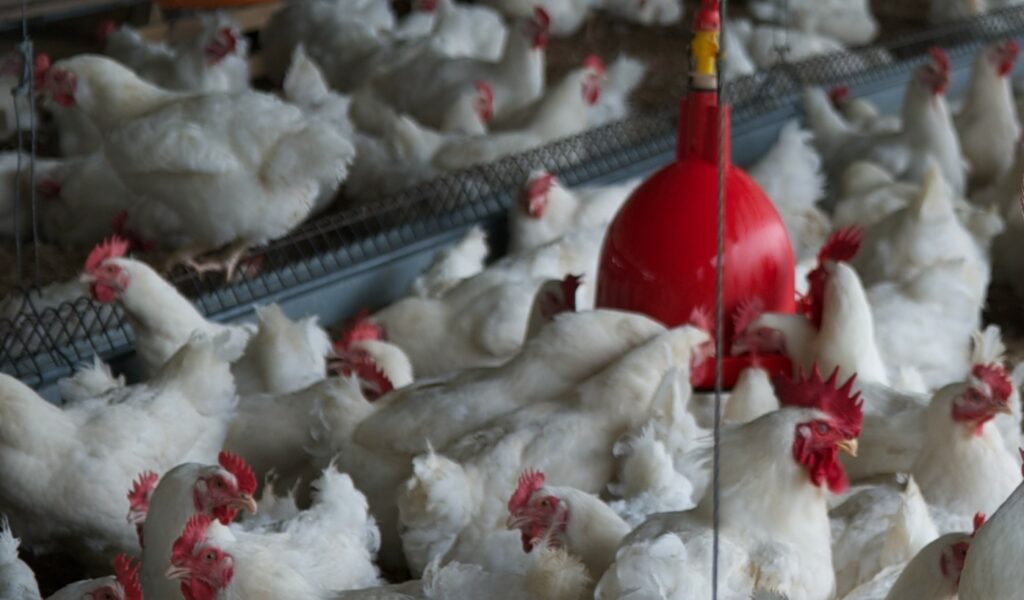 El sector avícola ecuatoriano produce aproximadamente 480.000 toneladas de carne de pollo.