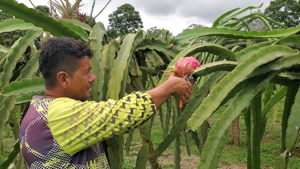 La fruta ecuatoriana llega a Perú
