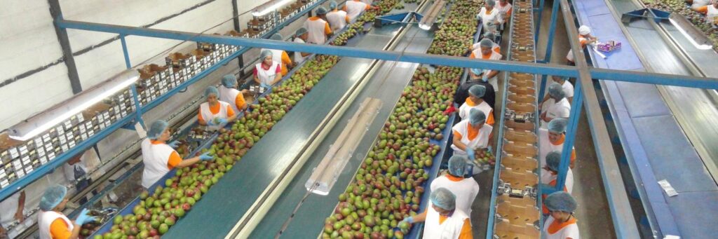 exportaciones de mango