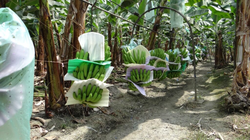 plantaciones bananeras mayor exportación