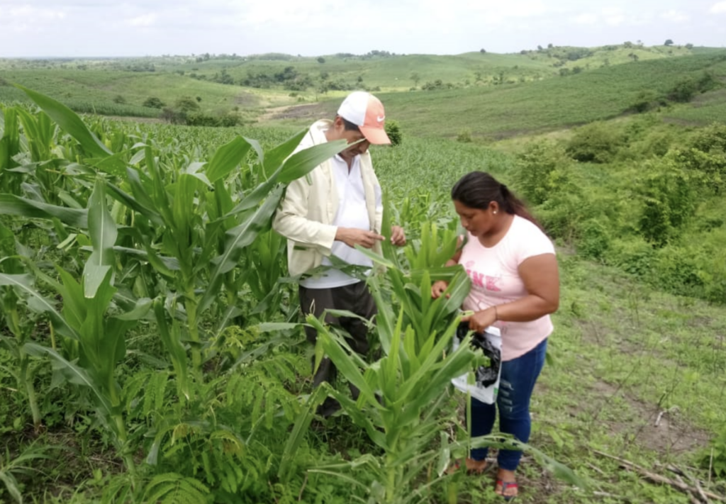 Cultivos asegurados.