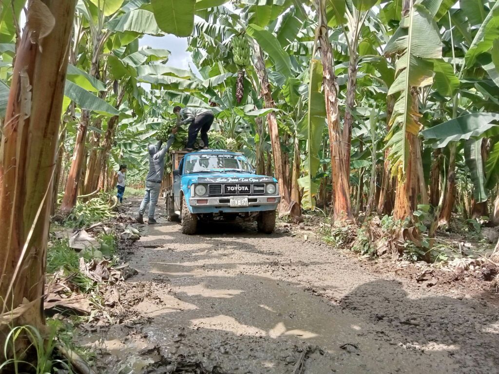 producción platanera.