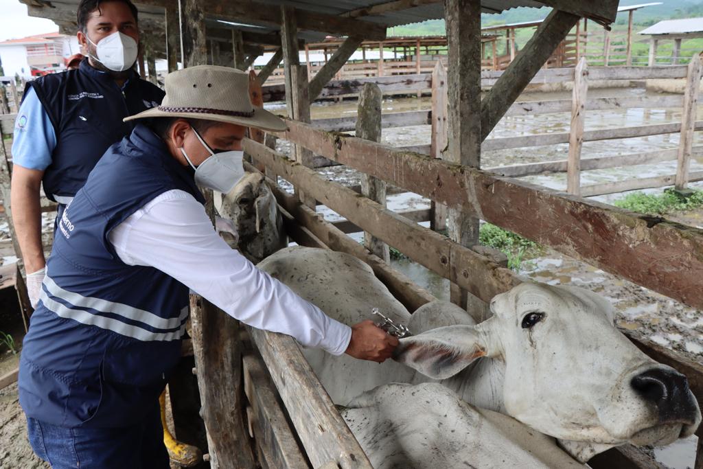 vacunación contra la aftosa