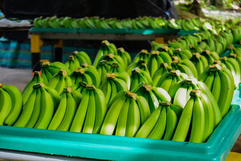 bananeros orenses