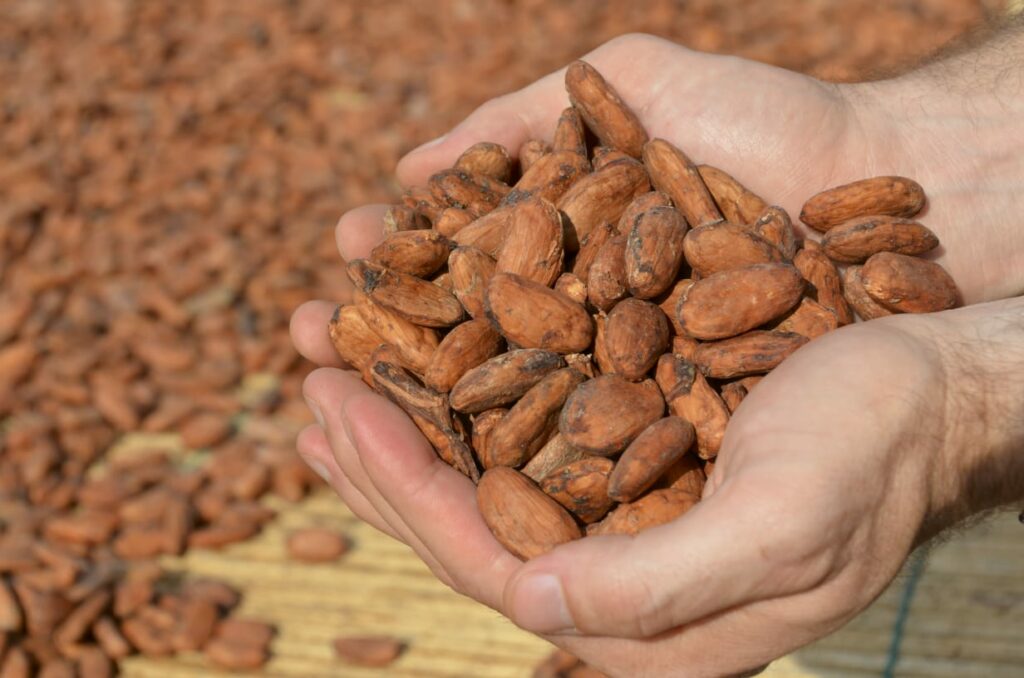 Cacao Ecuador