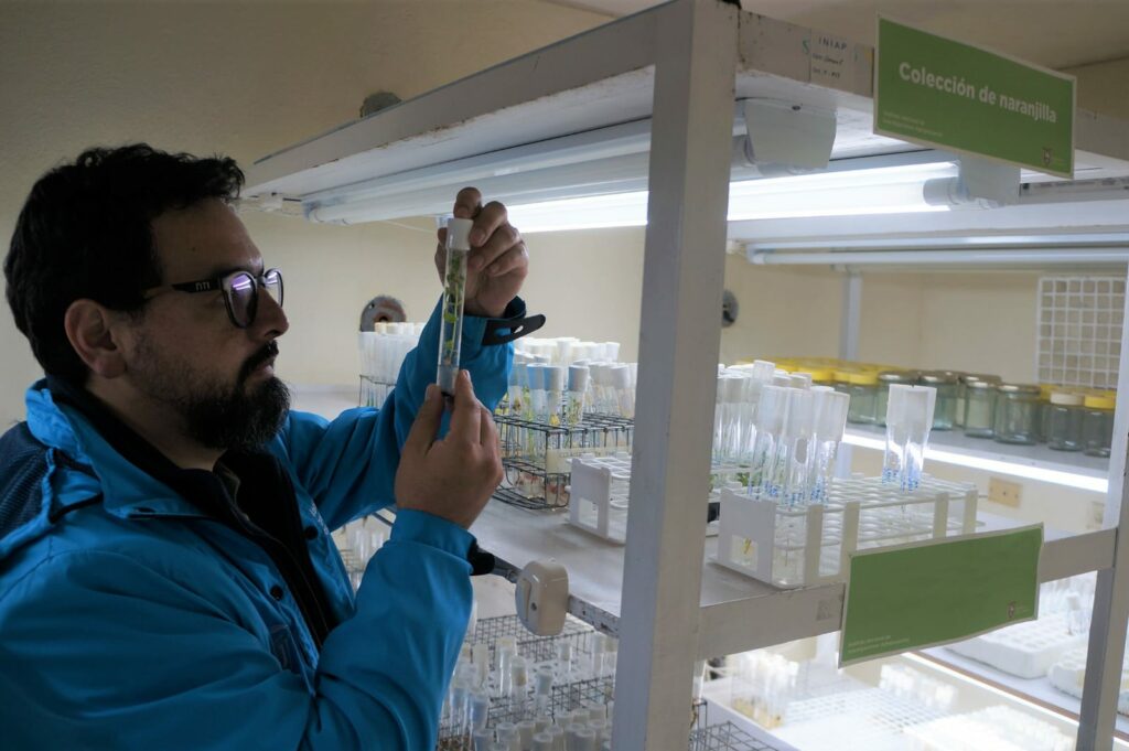 INIAP INVESTIGACIÓN AGRÍCOLA