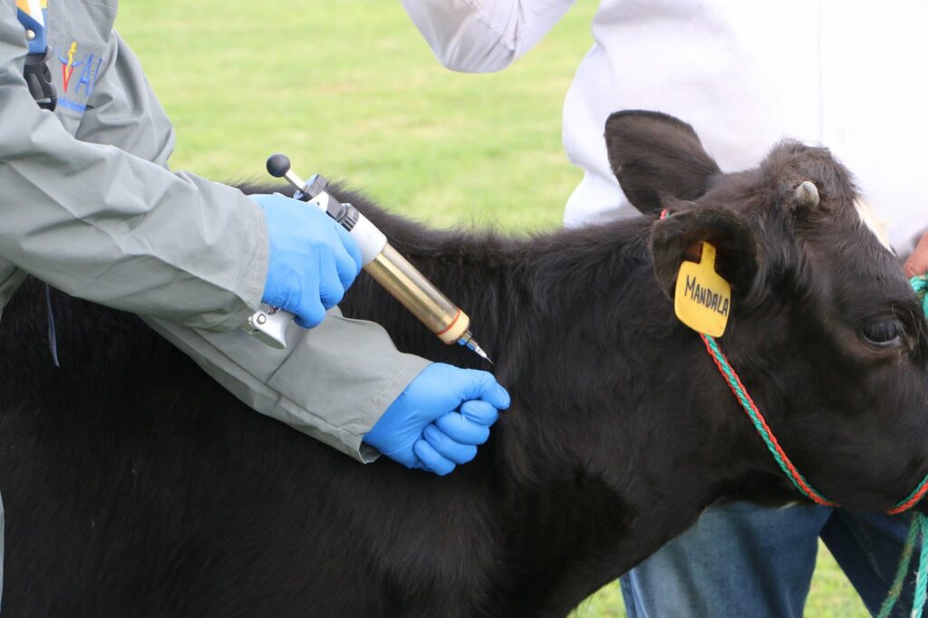 vacunación a ganado