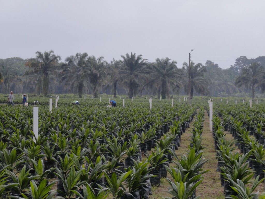 Ecuador tiene más de 200.000 hectáreas cosechadas de palma aceitera.