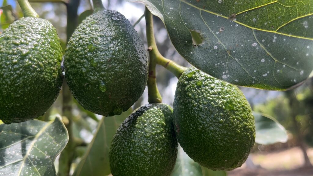 En 2022, Agrocalidad certificó la exportación de 1.300 toneladas de aguacate.