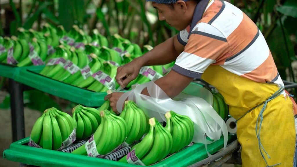 Según la Ley, los exportadores de banano deben presentar planes de embarque provisional y definitivo de sus cargas.