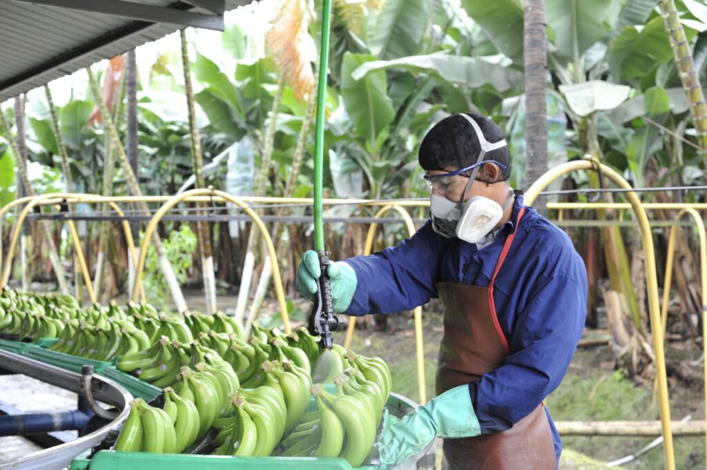 En el primer semestre del presente año, las exportaciones de banano de Ecuador aumentaron 5,42 %.