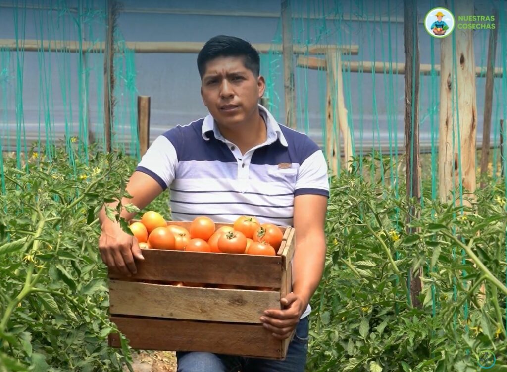 Los productores de tomate reciben capacitación en Buenas Prácticas Agrícolas.