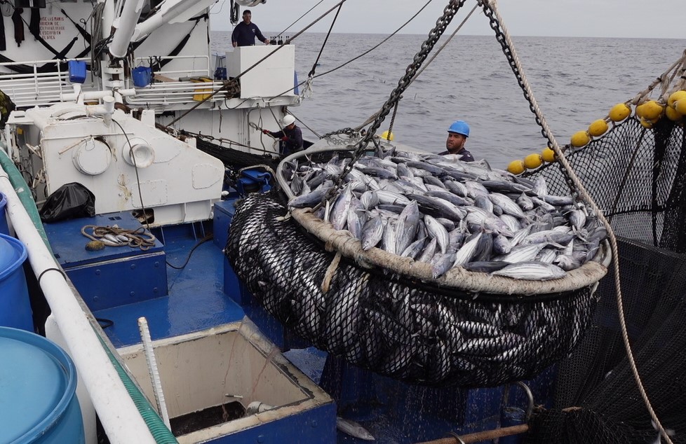 Las empresas de Tunacons certificaron su pesquería de atún barrilete