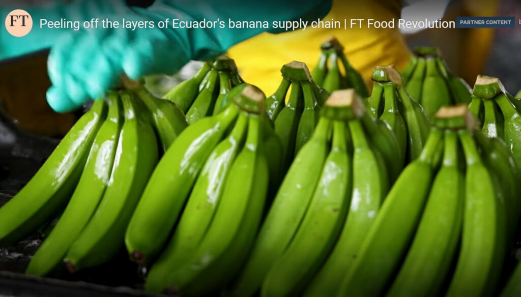 El sector bananero ecuatoriano se difunde a través de un documental.