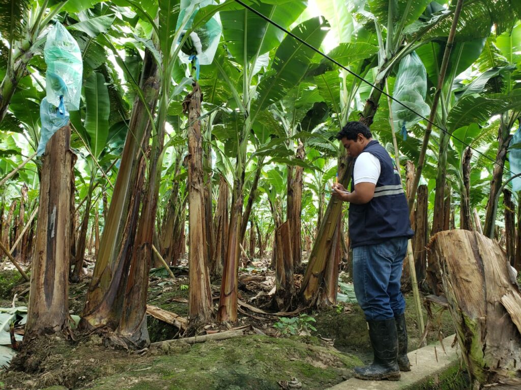 Agrocalidad también realiza controles en las fincas bananeras.