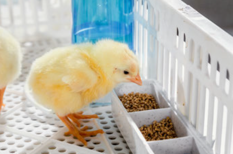 ChickCare es un programa de alimentación temprana para los pollitos de 0-4 días de vida.