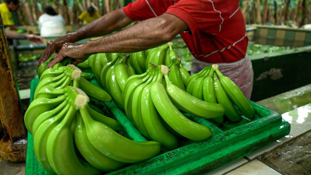 produccion banano