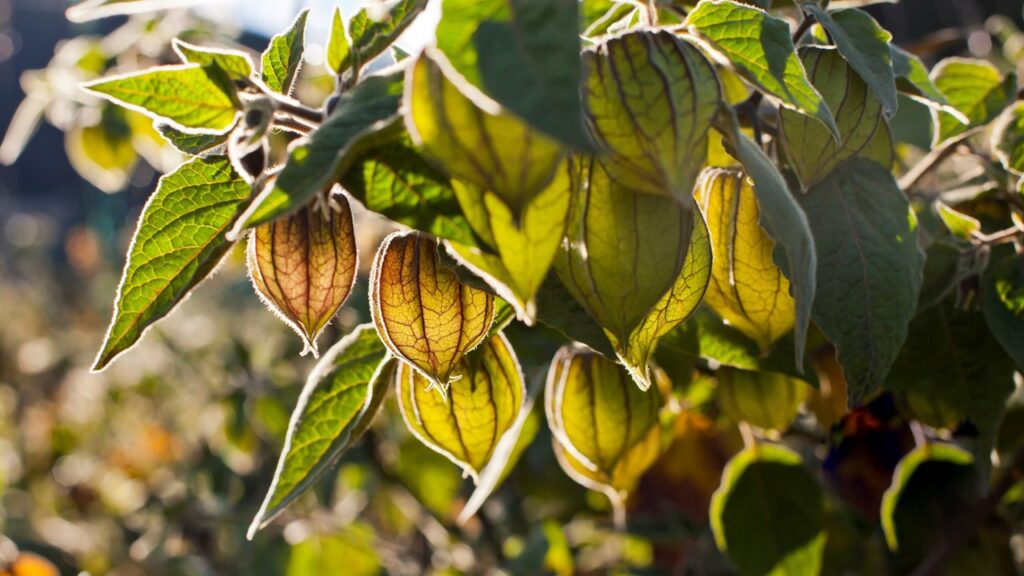 Esta fruta ecuatoriana ya se exporta a 47 destinos a escala mundial, entre los que destacan Estados Unidos, Canadá, España y Países Bajos.