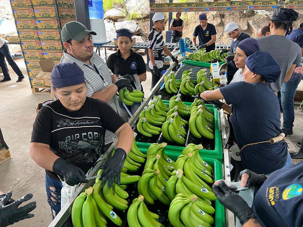 De enero a septiembre del presente año, se vendieron al exterior más de 273 millones de cajas de la fruta, lo cual representa un incremento del 6,41 % en comparación con el mismo periodo de 2022.