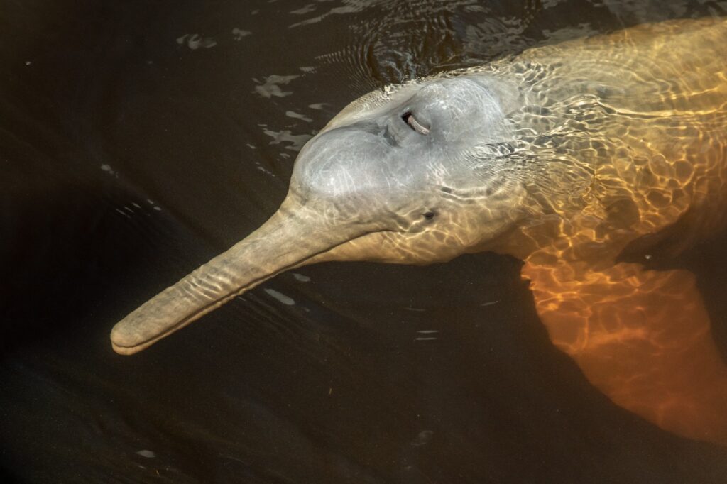 Las poblaciones de delfines de río se han desplomado en un 73% en los últimos 40 años.