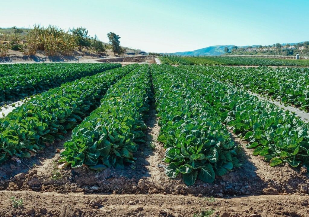 Yara Ecuador realizó el lanzamiento de dos bioestimulantes que permitirán a la planta tener una mayor resiliencia al estrés abiótico.