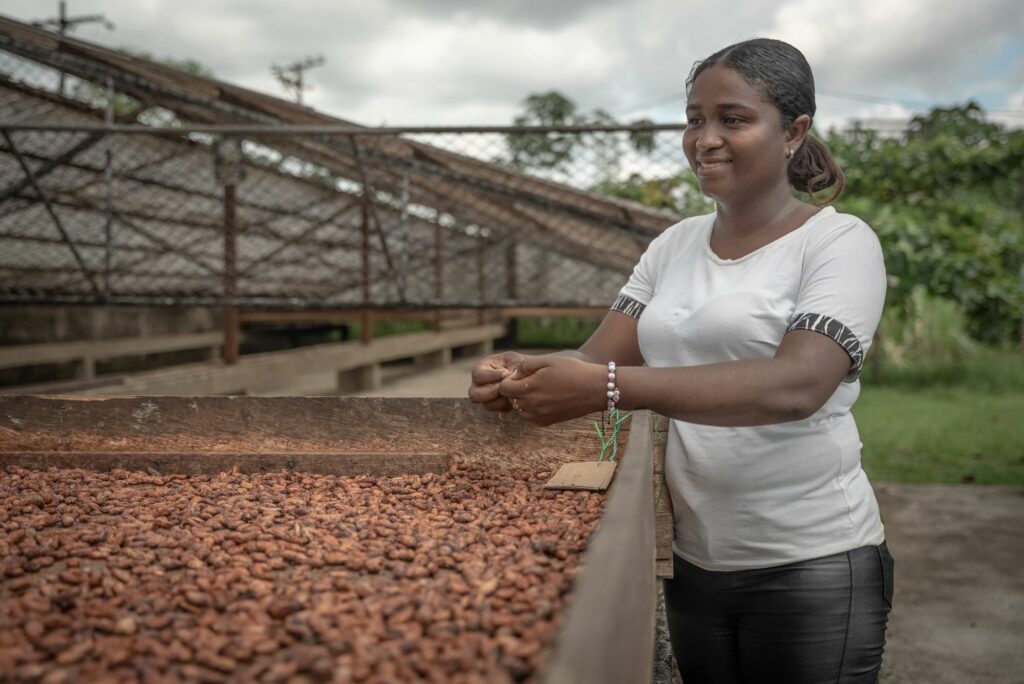 Con la cáscara de cacao se elabora el bioplástico que es utilizado para empaquetar chocolate, bombones y otros derivados de Pepa de Oro.