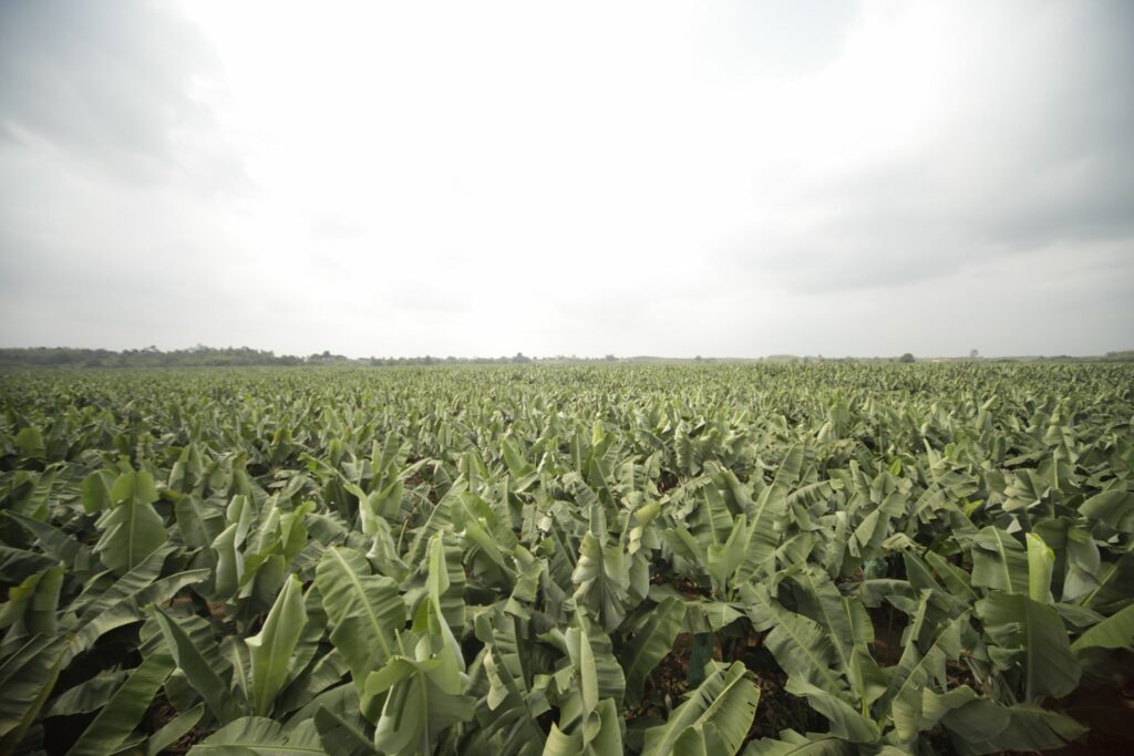 La tercera fase del proyecto Safe Banana establece monitoreo satelital y evaluación de la salud de las plantaciones.