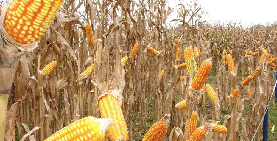 producción de maíz
