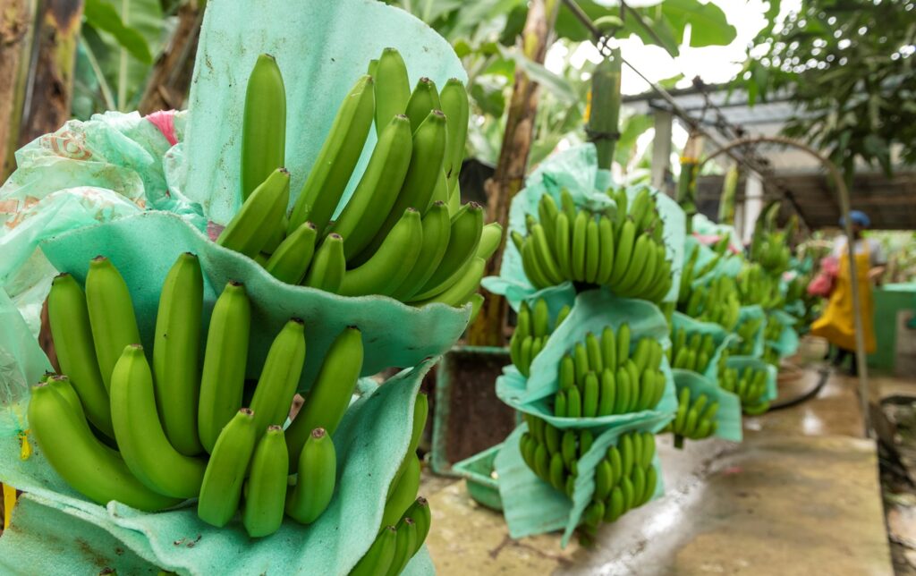 Agrocalidad informó que la mosca jorobada no es una plaga agrícola del banano y no ataca ni afecta a los cultivos.