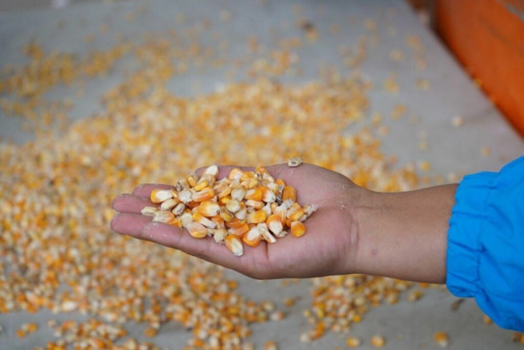 En la Rueda de Negocios que se efectuó el 1 de mayo se compraron más de 76.000 toneladas de maíz directamente a asociaciones de productores.