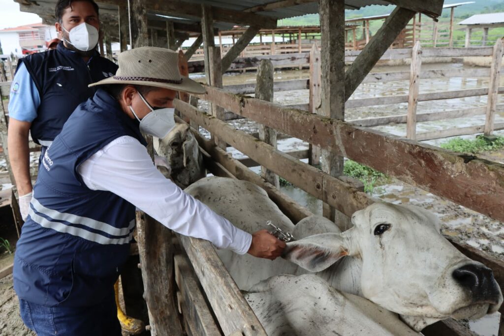 La campaña de vacunación contra la fiebre aftosa inició este 3 de mayo y se extenderá hasta el 16 de junio del presente año.