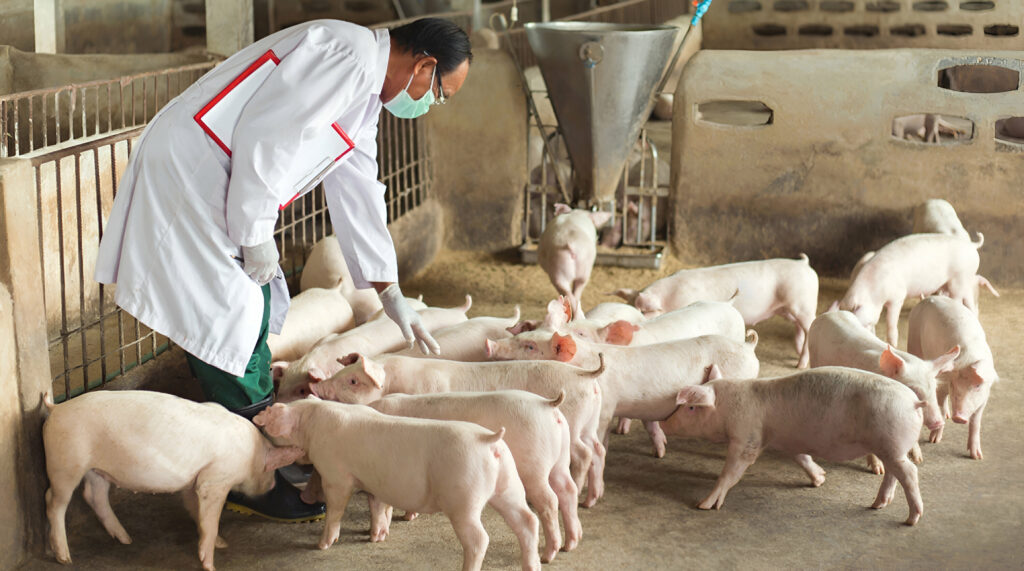 La Asociación de Porcicultores del Ecuador (ASPE) hará el congreso PORCIECUADOR 2024 en Guayaquil.